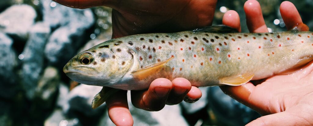 Pêche à la Truite à Parentis En Born